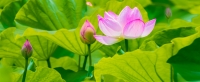 Mạn Đà La